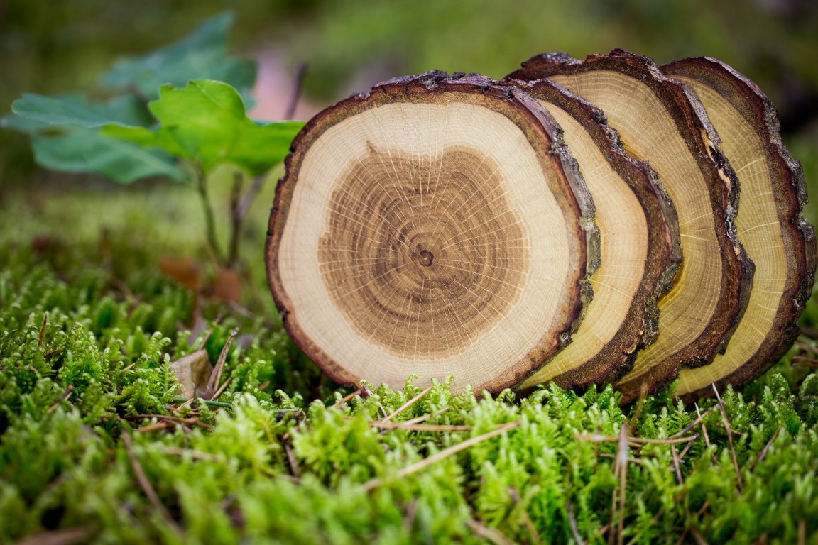 Dessous de verre WOODEN